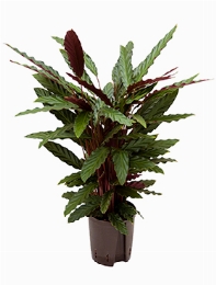 Calathea Rufibarba Wavestar Toef Cm