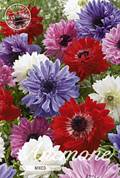 Anemone St. Brigid Mixed met 5 zakjes verpakt a 15 bollen