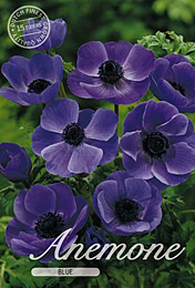 Anemone de Caen Blue met 5 zakjes verpakt a 15 bollen