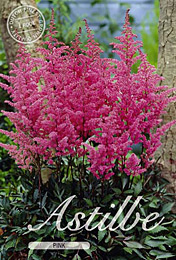 Astilbe Pink met 5 zakjes verpakt a 1 bollen