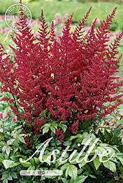 Astilbe Red met 5 zakjes verpakt a 1 bollen