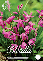 Bletilla striata Pink met 5 zakjes verpakt a 1 bollen