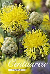 Centaurea orientalis Orientalis met 5 zakjes verpakt a 1 bollen