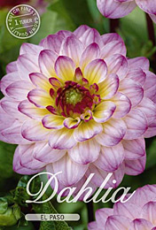 Dahlia Ball El Paso met 5 zakjes verpakt a 1 bollen