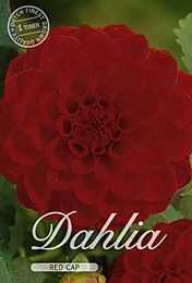 Dahlia Ball Red Cap met 5 zakjes verpakt a 1 bollen