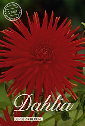 Dahlia Cactus Bergers Record met 5 zakjes verpakt a 1 bollen