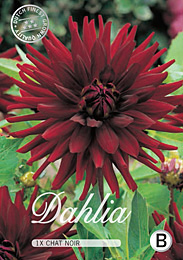 Dahlia Cactus Chat Noir met 5 zakjes verpakt a 1 bollen