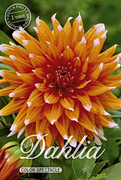 Dahlia Cactus Color Spectacle met 5 zakjes verpakt a 1 bollen