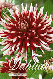 Dahlia Cactus Friquolet met 5 zakjes verpakt a 1 bollen