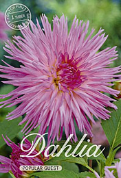 Dahlia Cactus Popular Guest met 5 zakjes verpakt a 1 bollen