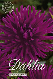 Dahlia Cactus Purple Gem met 5 zakjes verpakt a 1 bollen