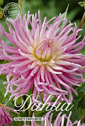 Dahlia Cactus Stars Favourite met 5 zakjes verpakt a 1 bollen