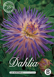 Dahlia Cactus Veritable met 5 zakjes verpakt a 1 bollen