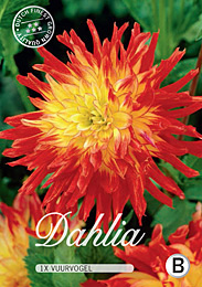 Dahlia Cactus Vuurvogel met 5 zakjes verpakt a 1 bollen