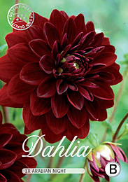 Dahlia Decorative Arabian Night met 5 zakjes verpakt a 1 bollen