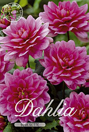 Dahlia Decorative Border Bluesette met 5 zakjes verpakt a 1 bollen