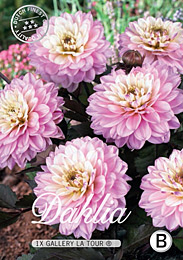 Dahlia Decorative Border Gallery La Tour met 5 zakjes verpakt a 1 bollen