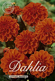 Dahlia Decorative Border Orange Nugget met 5 zakjes verpakt a 1 bollen