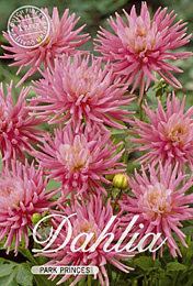 Dahlia Decorative Border Park Princes met 5 zakjes verpakt a 1 bollen