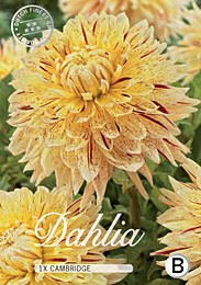 Dahlia Decorative Cambridge met 5 zakjes verpakt a 1 bollen