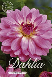 Dahlia Decorative Christine met 5 zakjes verpakt a 1 bollen