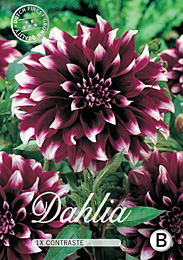 Dahlia Decorative Contraste met 5 zakjes verpakt a 1 bollen