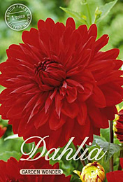 Dahlia Decorative Garden Wonder met 5 zakjes verpakt a 1 bollen