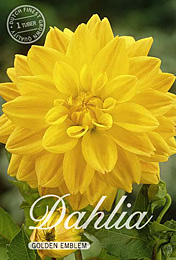 Dahlia Decorative Golden Emblem met 5 zakjes verpakt a 1 bollen