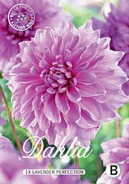 Dahlia Decorative Lavender met 5 zakjes verpakt afection met 5 zakjes verpakt a 1 bollen