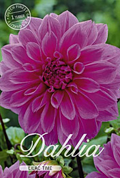 Dahlia Decorative Lilac Time met 5 zakjes verpakt a 1 bollen