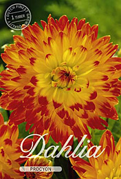 Dahlia Decorative Procyon met 5 zakjes verpakt a 1 bollen