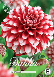 Dahlia Decorative Rexona met 5 zakjes verpakt a 1 bollen