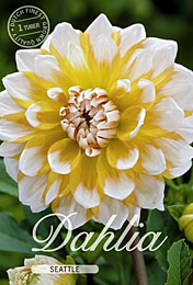 Dahlia Decorative Seattle met 5 zakjes verpakt a 1 bollen