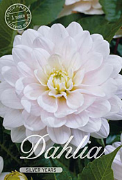 Dahlia Decorative Silver Years met 5 zakjes verpakt a 1 bollen