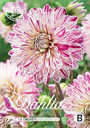 Dahlia Decorative Smokey met 5 zakjes verpakt a 1 bollen