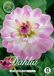 Dahlia Decorative Twilight Time met 5 zakjes verpakt a 1 bollen