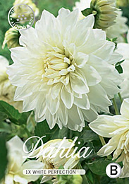 Dahlia Decorative White met 5 zakjes verpakt afection met 5 zakjes verpakt a 1 bollen
