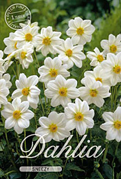 Dahlia Mignon Sneezy met 5 zakjes verpakt a 1 bollen