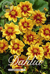 Dahlia Mignon Sunshine met 5 zakjes verpakt a 1 bollen