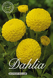 Dahlia Pompon Deepest Yellow met 5 zakjes verpakt a 1 bollen