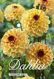 Dahlia Pompon Yellow Jill met 5 zakjes verpakt a 1 bollen