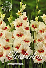 Gladiolus Large Flowering Mary Housley met 5 zakjes verpakt a 10 bollen