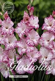 Gladiolus Large Flowering My Love met 5 zakjes verpakt a 10 bollen