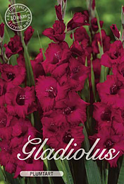 Gladiolus Large Flowering Plumtart met 5 zakjes verpakt a 10 bollen