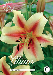 Lilium OT Hybride Lavon met 5 zakjes verpakt a 2 bollen