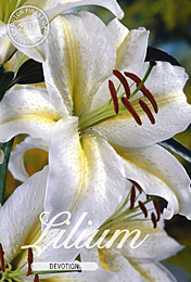 Lilium Oriental Devotion met 5 zakjes verpakt a 2 bollen