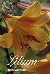 Lilium Trumpet African Queen met 5 zakjes verpakt a 2 bollen