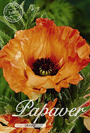 Papaver Orange met 5 zakjes verpakt a 3 bollen