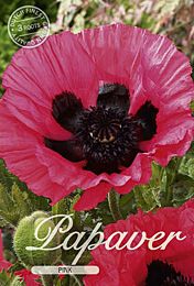 Papaver Pink met 5 zakjes verpakt a 3 bollen