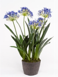 Agapanthus Soiled Blue